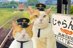 娱乐吃瓜君猫猫生日歌,猫猫生日歌，萌动你的心弦